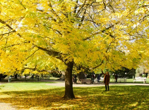 A yellow tree in leamington spa.